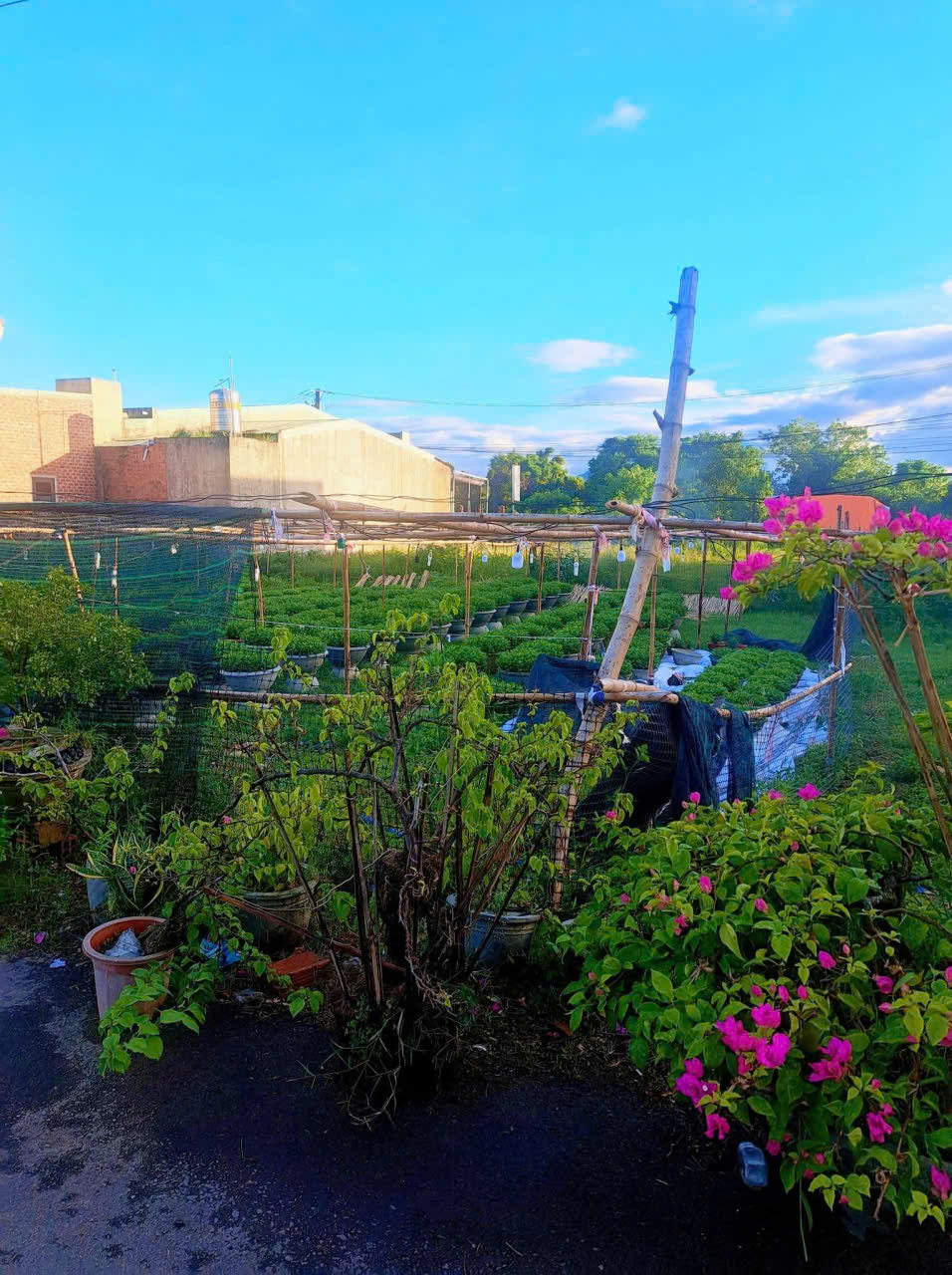 BÁN LÔ ĐẤT 100M2 VUÔNG VẮN TUYỆT ĐẸP TẠI TÔN THẤT TÙNG, NHƠN HƯNG BÁN LÔ ĐẤT 100M2 VUÔNG VẮN TUYỆT ĐẸP TẠI TÔN THẤT TÙNG, NHƠN HƯNG